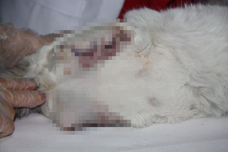 diyarbakır'da korkunç olay!  pençeleri kesilen kedi kurtarılamadı
