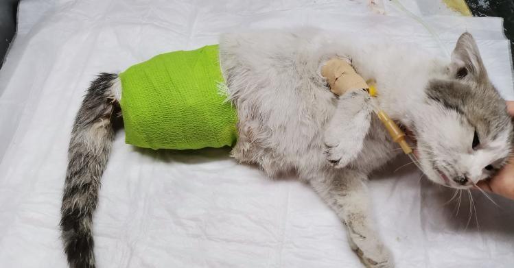 diyarbakır'da korkunç olay!  pençeleri kesilen kedi kurtarılamadı