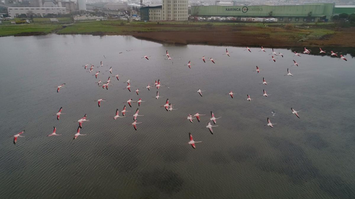 bir yıl önce büyükçekmece'de görülen flamingoların yeniden gelişi renkli görüntüler oluşturdu.