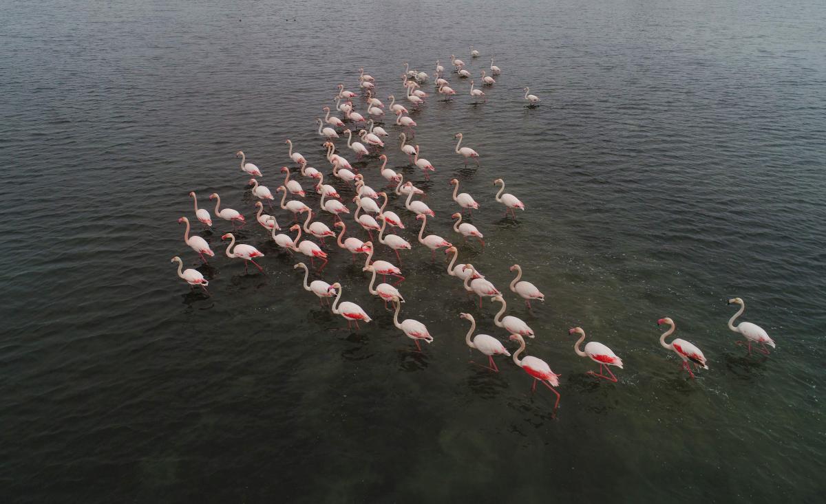 bir yıl önce büyükçekmece'de görülen flamingoların yeniden gelişi renkli görüntüler oluşturdu.