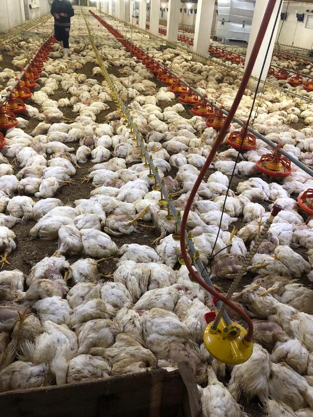 havalandırma başarısız olduğunda 20 bin tavuk öldü