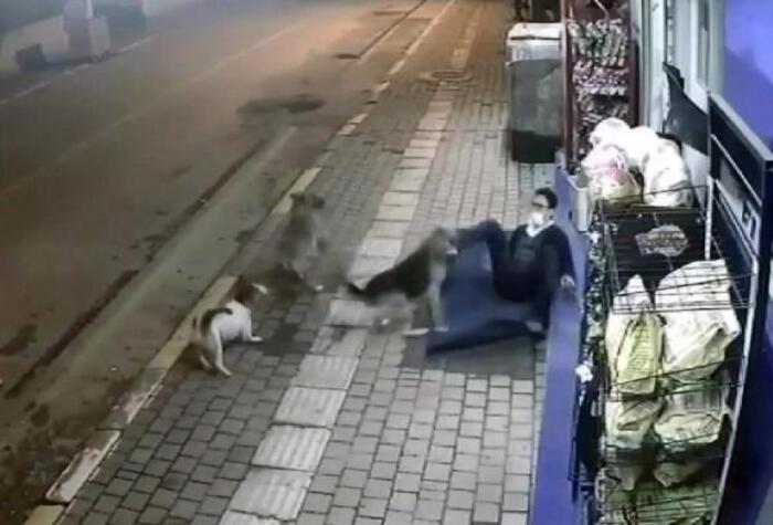 i̇şten eve dönüş yolunda başıboş köpekler saldırıya uğradı