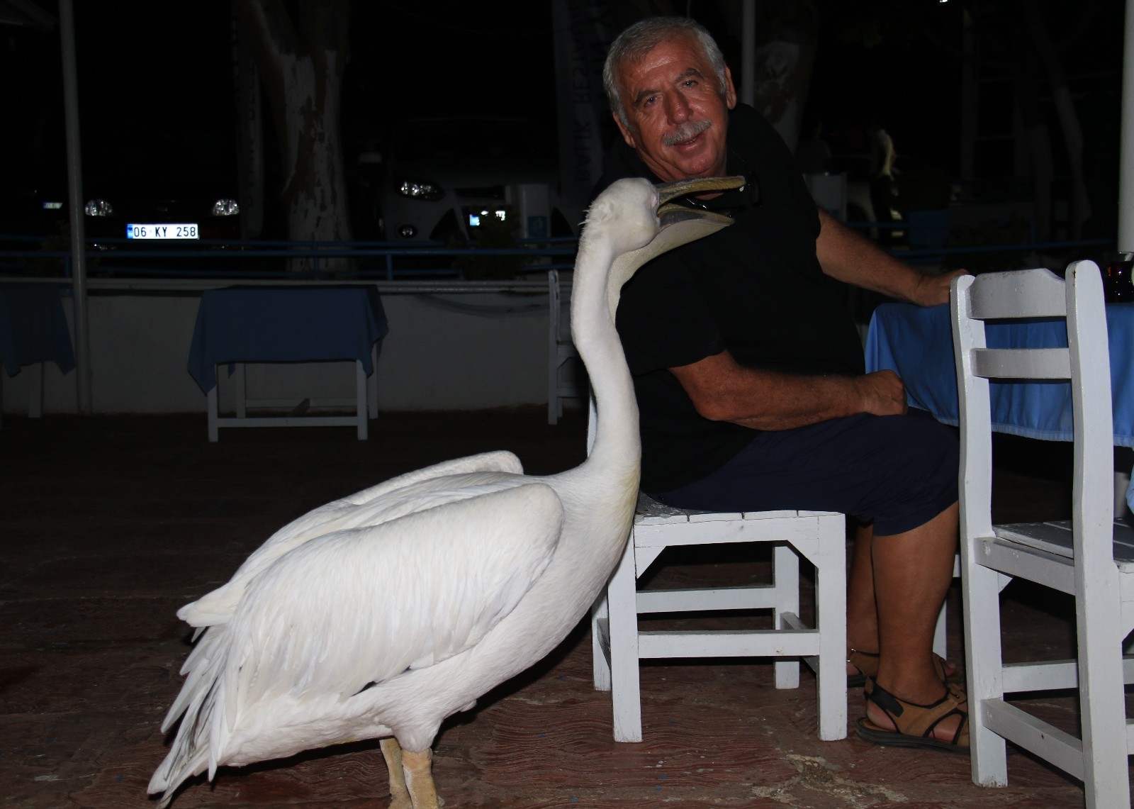 tatilcilere renk katan pelikanlarla 25 yillik dostluk