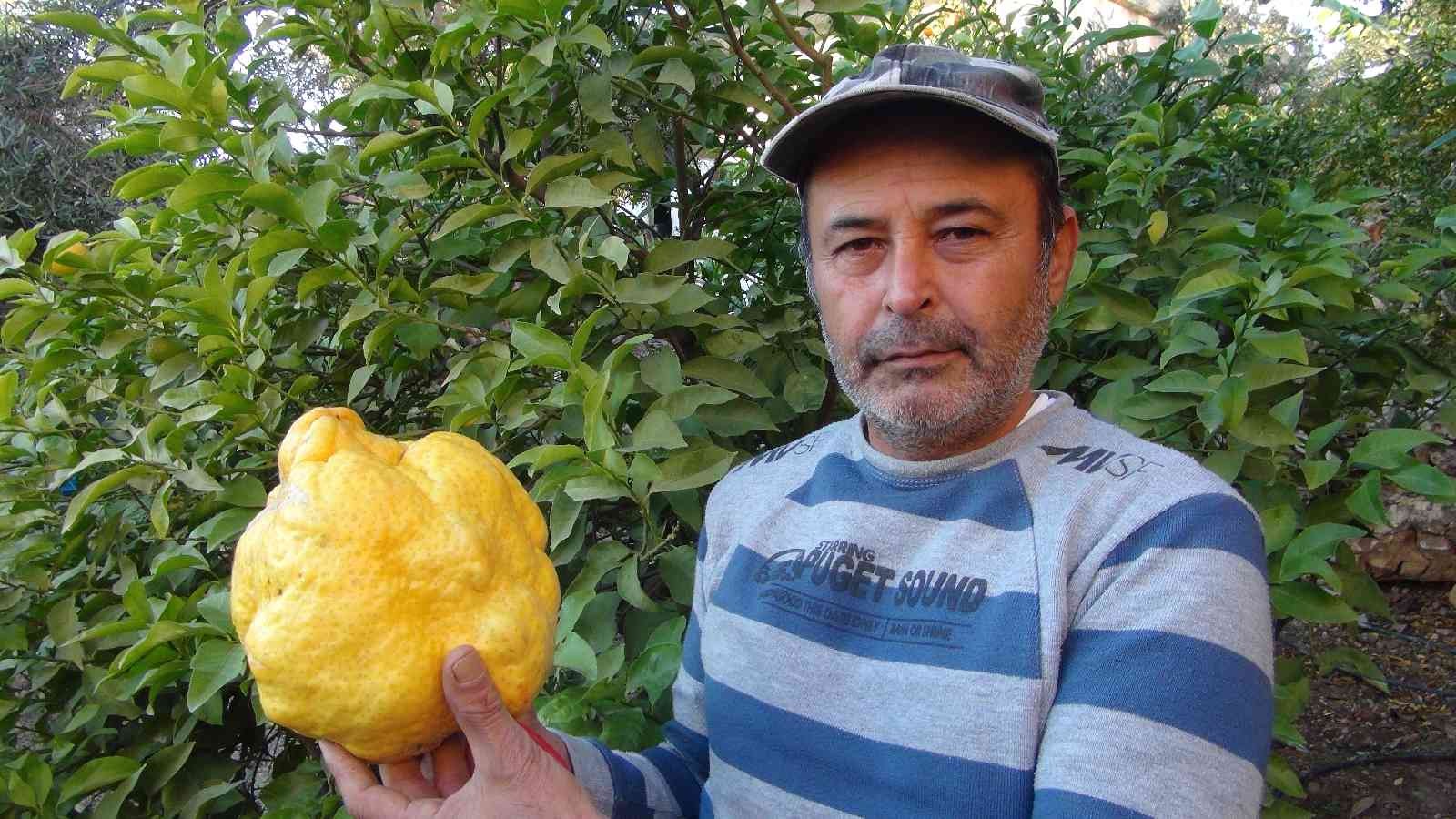 turkiyenin en buyuk limonu 2 kilo 40 gram b5c6e93