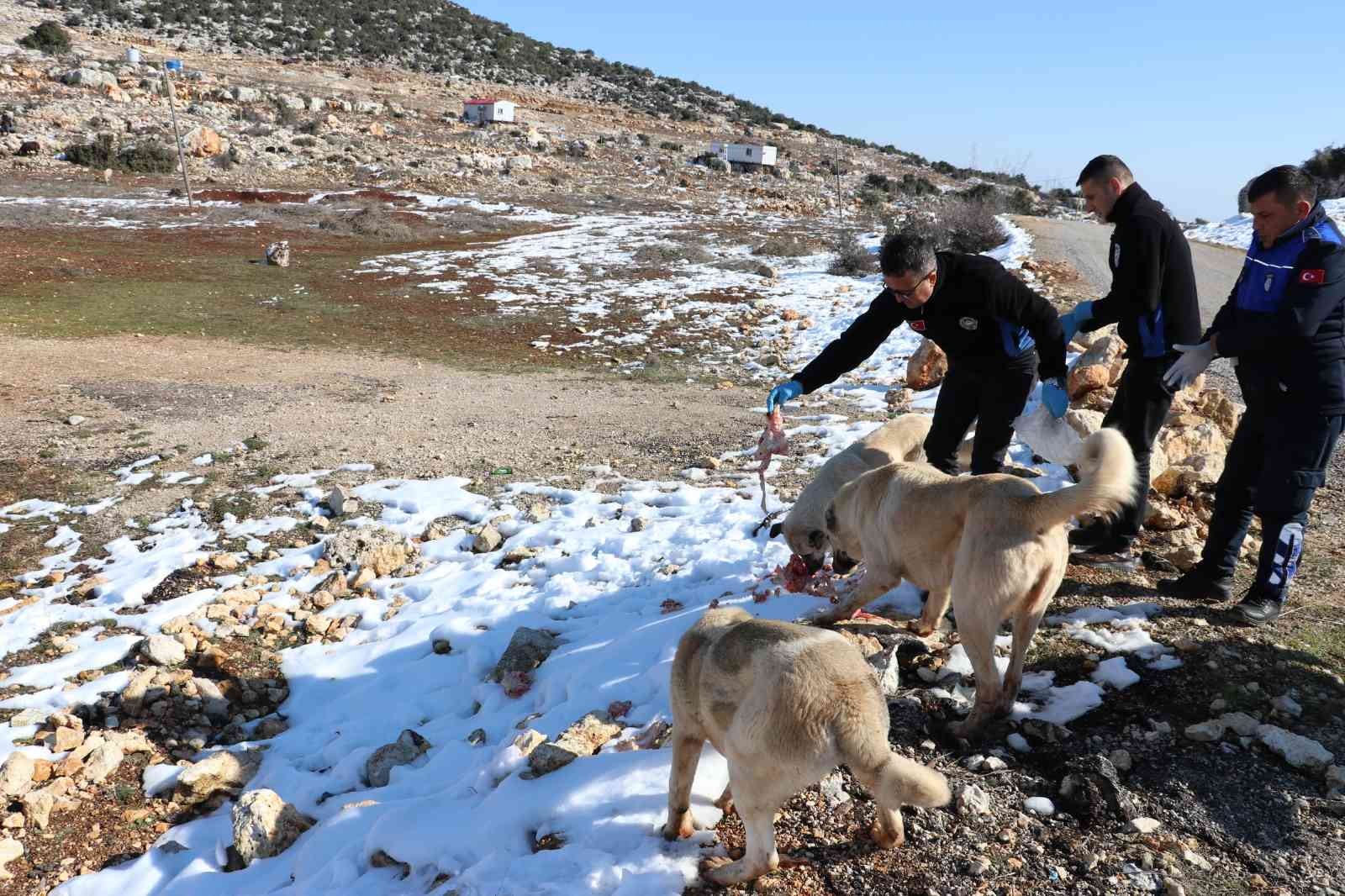 toroslar belediyesi ekipleri karda yiyecek bulamayan hayvanlari besledi 3c5a5bf