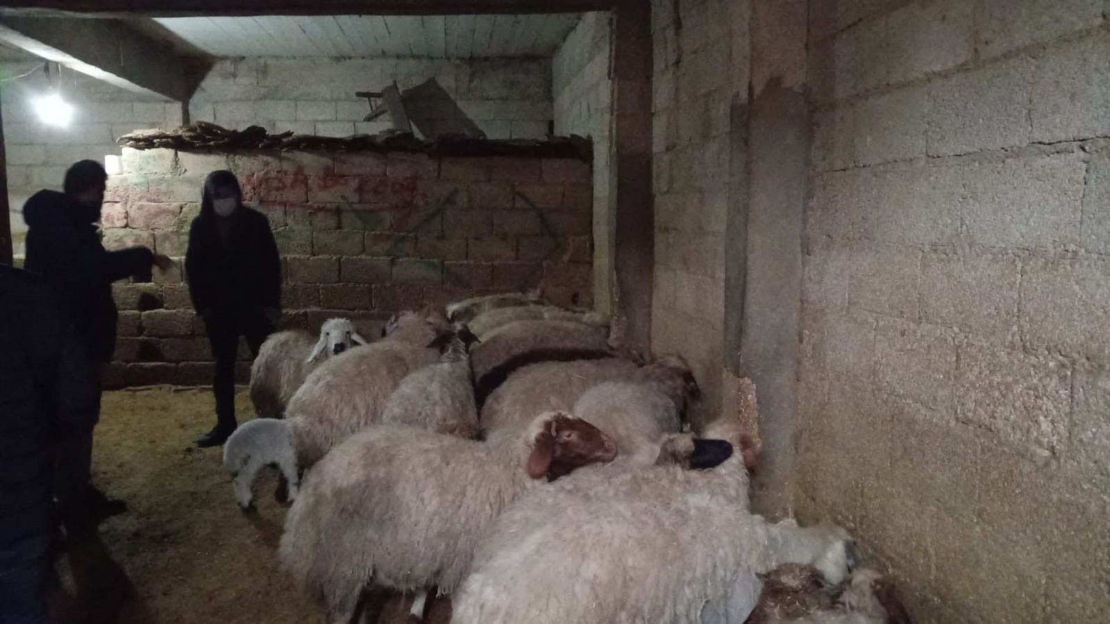 mersinden calinan koyunlar sanliurfada bulundu 653fea1
